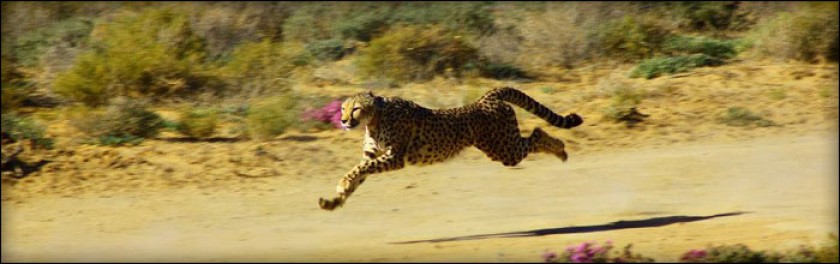 running cheetah