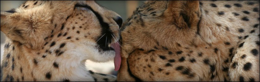 two cheetahs