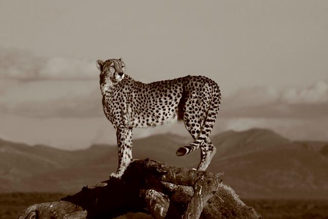 cheetah conservation