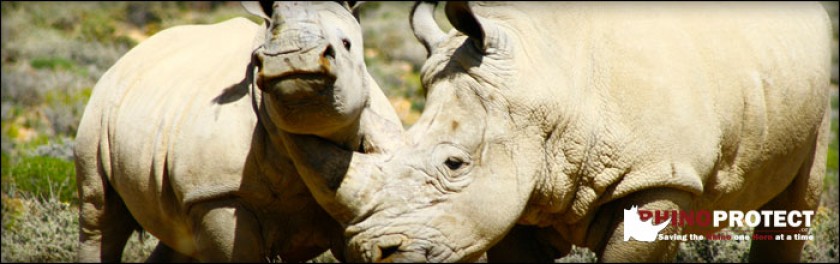 Rhino Horn Myths