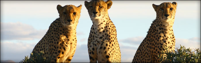 cheetahs