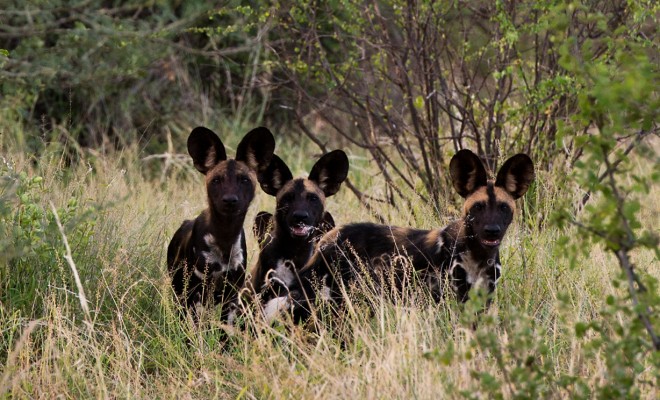 African animals with bad reputations