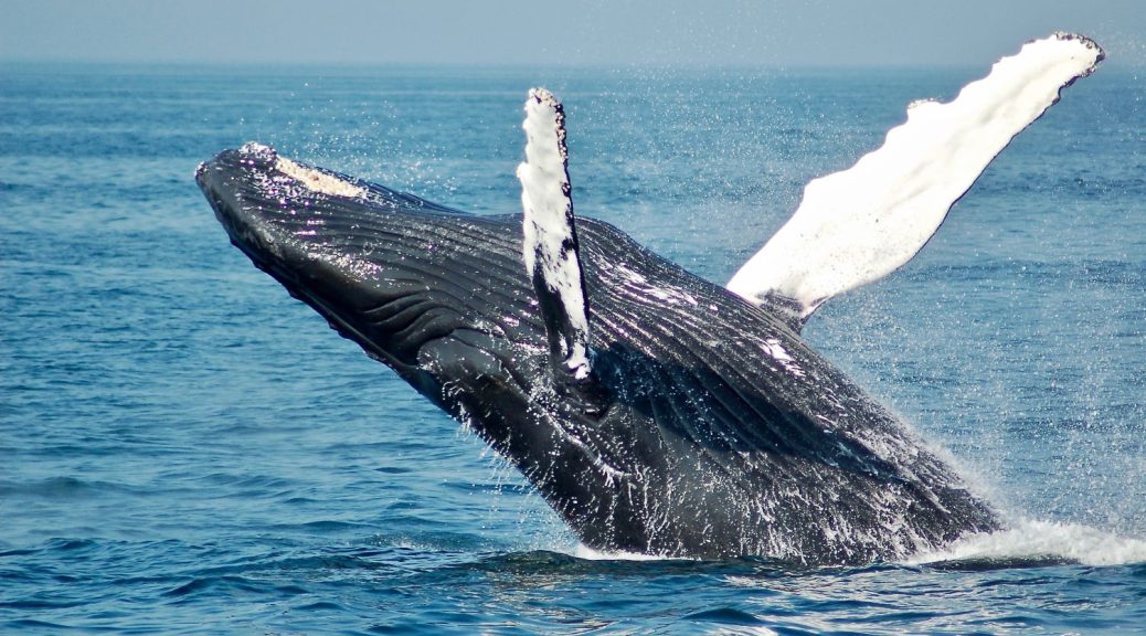 whale breaching