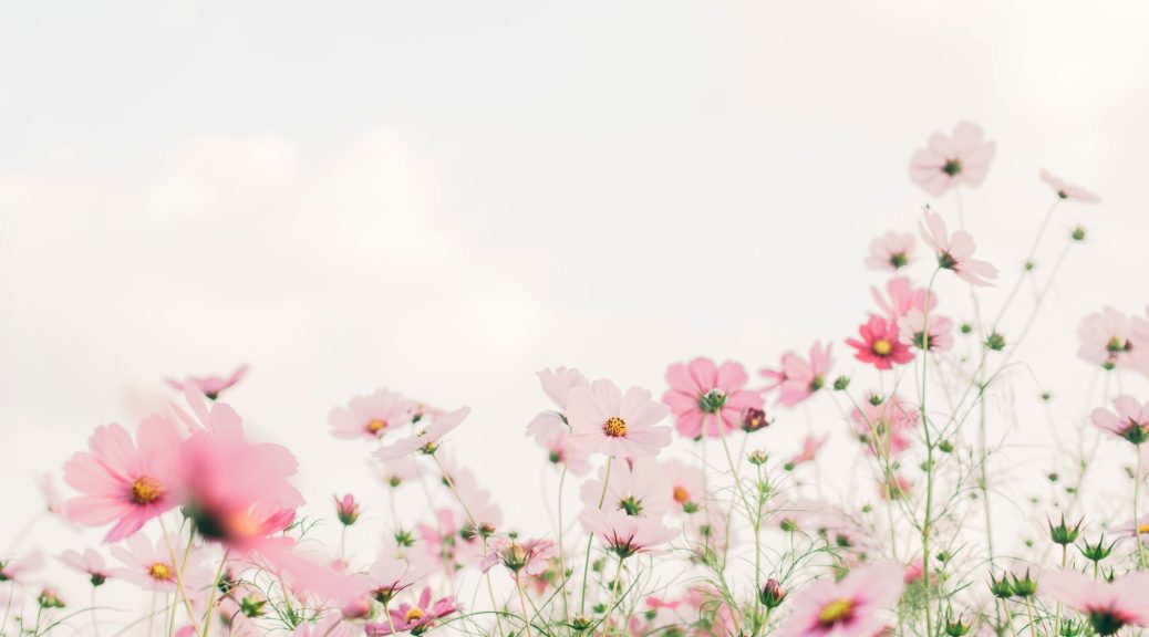 pink flowers