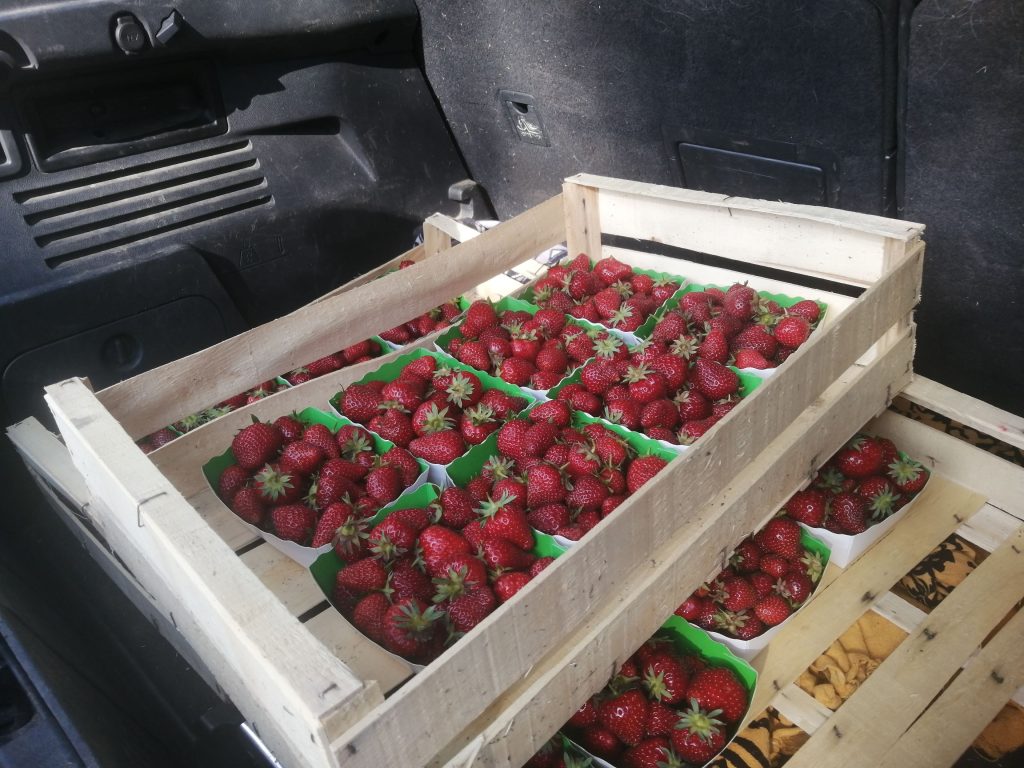 strawberries in trunk of car