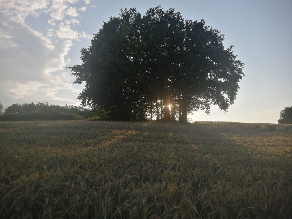 tree in field