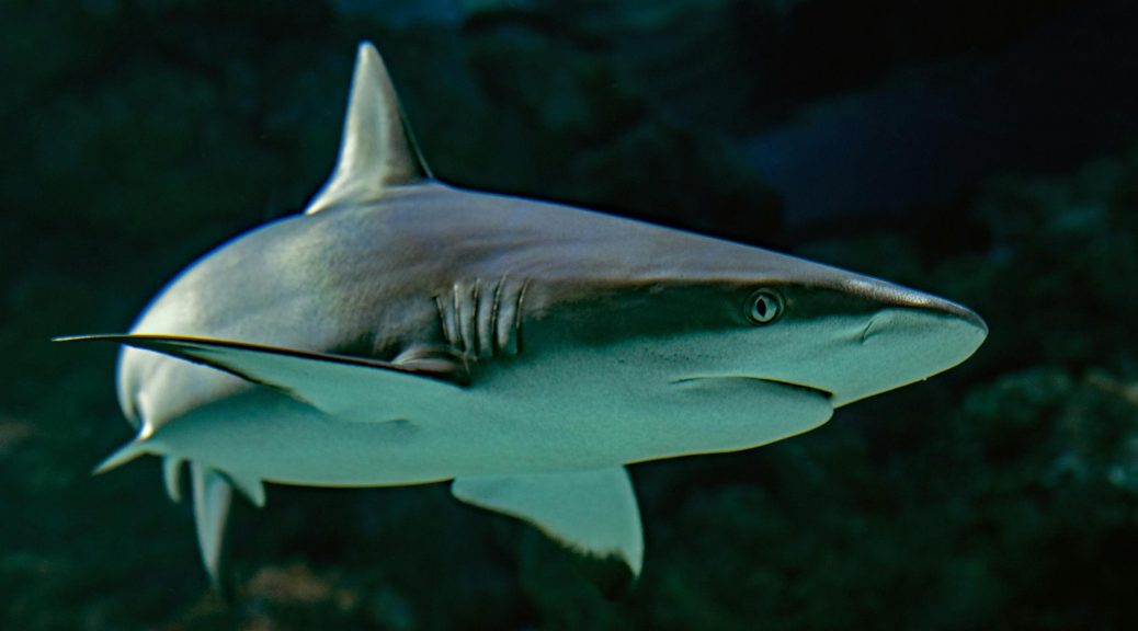 grey reef shark