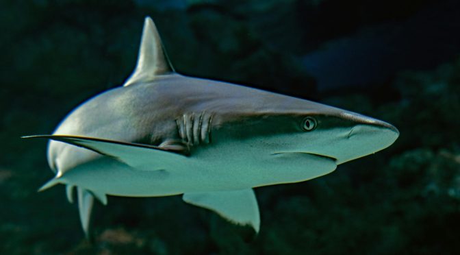 grey reef shark